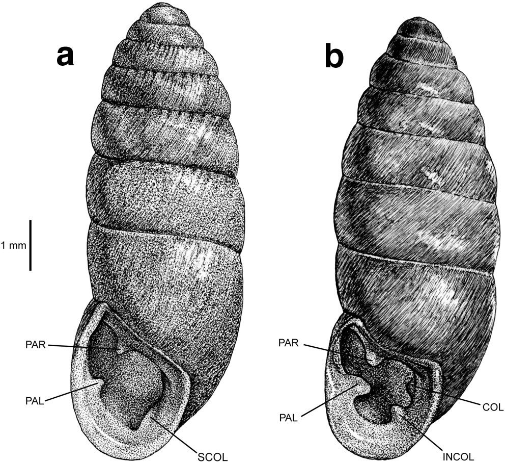 Auito identificazione2